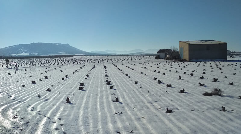 año de nieve, año de vienés