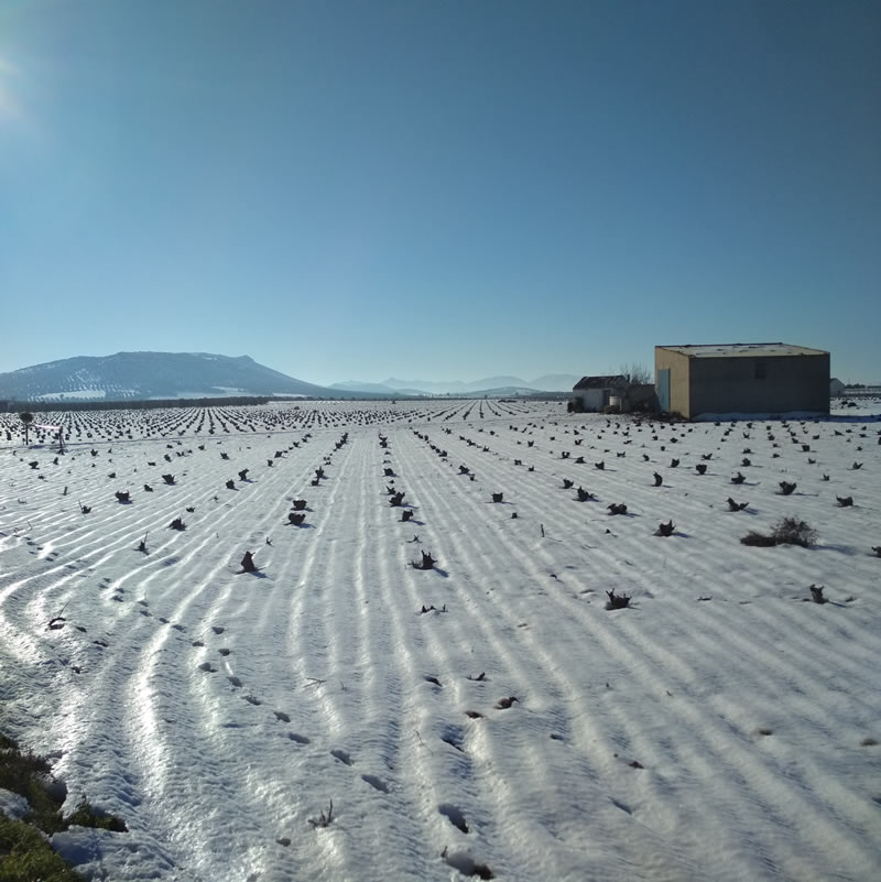 año de nieve, año de vienés